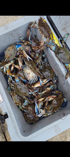 Crab Fishing in Spring Hill, Florida