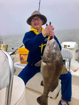 Black Drum Fishing in Galveston, Texas