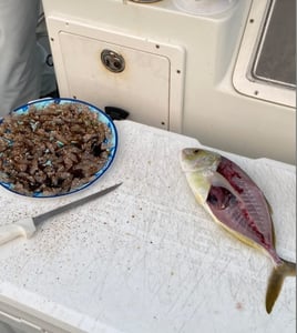 Catch and Cook. Sashimi/Grilled Fish