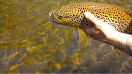 White River Fly Fishing Trip