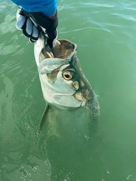 Tarpon Trip