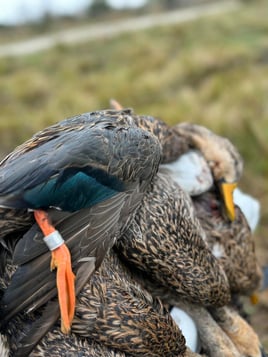 Lake Okeechobee Duck Hunts