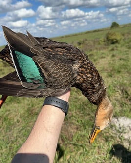 Lake Okeechobee Duck Hunts