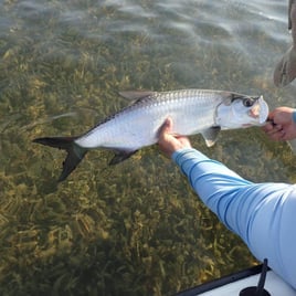 Tarpon Fishing in Big Pine Key, Florida