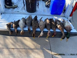 South Texas Duck Blaster