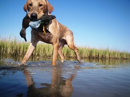 Gulf Coast Duck Hunt