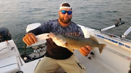 Lake Erie Walleye Roundup