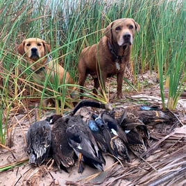 Rockport Duck Hunt