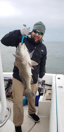 Black Drum Fishing in Galveston, Texas