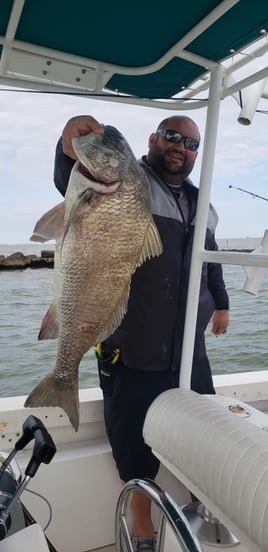 Black Drum Fishing in Galveston, Texas