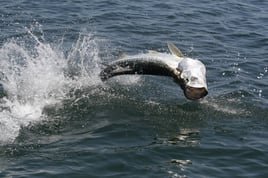 Summerland Key Tarpon Fishing