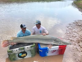 Alligator Gar Fishing in Palestine, Texas