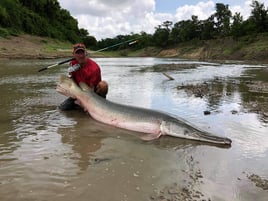 Alligator Gar Fishing in Palestine, Texas