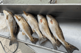 6-Hour Fishing Trip - 21’ SeaHunt