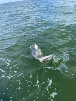 Galveston Bay Shark Special