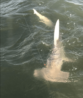 Galveston Bay Shark Special