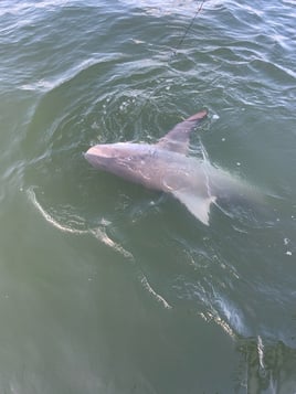 Galveston Bay Shark Special