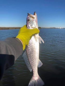 Speckled Trout Fishing in Texas City, Texas