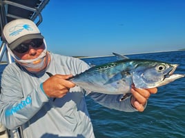 False Albacore Fishing in Beaufort, North Carolina