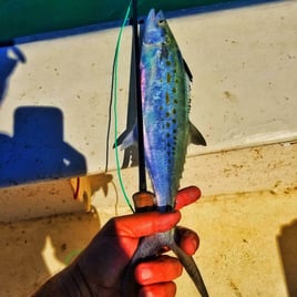 Spanish Mackerel Fishing in Beaufort, North Carolina