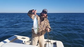 False Albacore Fishing in Beaufort, North Carolina