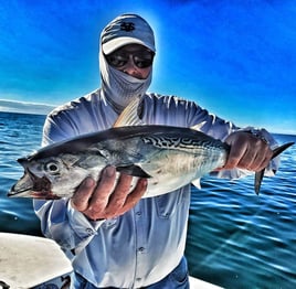 False Albacore Fishing in Beaufort, North Carolina