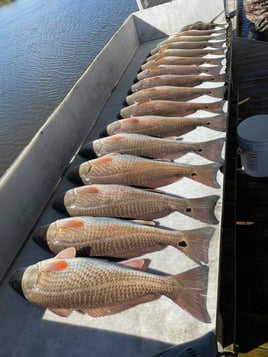 Redfish Fishing in Saint Bernard, Louisiana