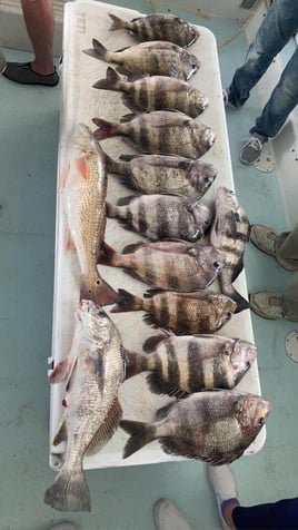 Black Drum, Redfish, Sheepshead Fishing in Galveston, Texas