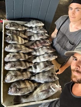 Black Drum, Sheepshead Fishing in Galveston, Texas