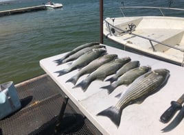 Striped Bass Fishing in Burnet, Texas