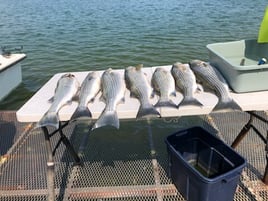 Striped Bass Fishing in Burnet, Texas