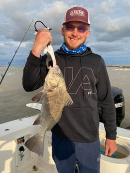 Black Drum Fishing in Galveston, Texas