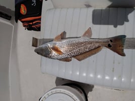 Redfish Fishing in Santa Rosa Beach, Florida