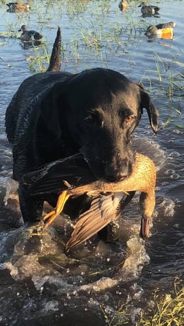 Matagorda Bay Duck Trip