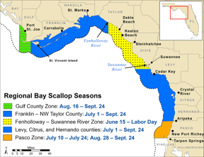 Scalloping Season In Florida 2024