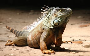 Invasive Green Iguanas in Southern Florida