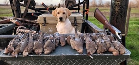 Texas Dove Season: 2024-2025 Hunting Dates &amp; Information