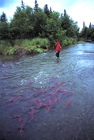 Fishing in Healy