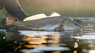 Fishing in Ponte Vedra Beach