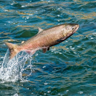 Fishing in Benton Harbor