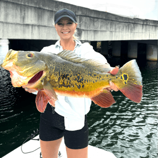 Peacock Bass Fishing in Miami, Florida