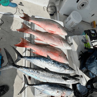 Kingfish, Mutton Snapper Fishing in Miami, Florida