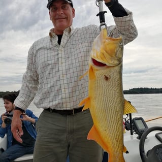 Golden Dorado Fishing in Young, Uruguay