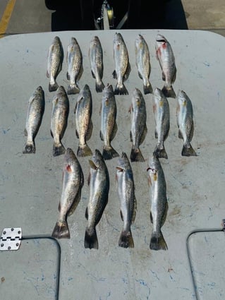 Speckled Trout Fishing in Rockport, Texas