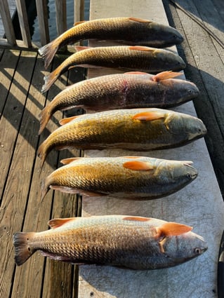 Rockport Reds on the Flats