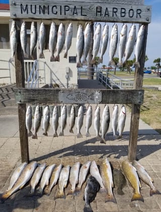 Black Drum, Redfish, Speckled Trout Fishing in Rockport, Texas