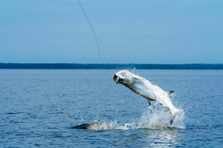 Tarpon Fishing in Jupiter, Florida