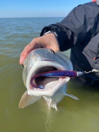 Galveston Bay Fishing