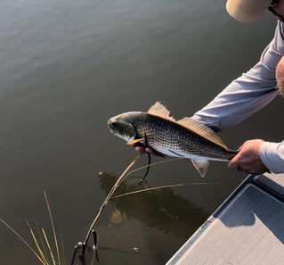 Galveston on the Fly