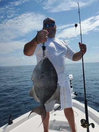 Triggerfish Fishing in Niceville, Florida